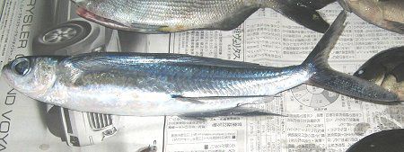 �މ�(2008�N5��31���A�郖��C��)