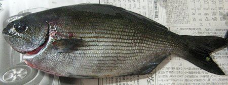 �މʒ���(2008�N5��31���A�郖��C��)