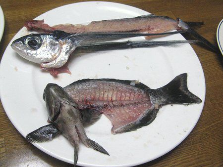 �މʒ���(2008�N5��31���A�郖��C��)