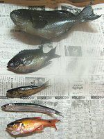 �މ�(�Ȃ����A2008�N6��14��)