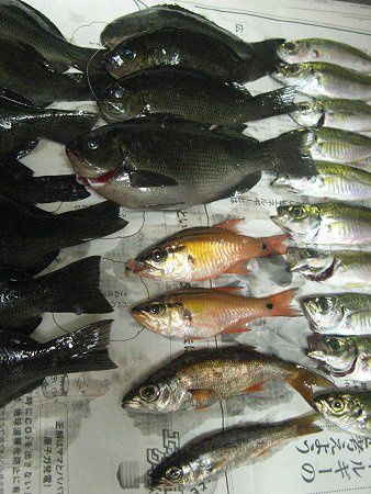 �މ�2(2008�N6��29��)