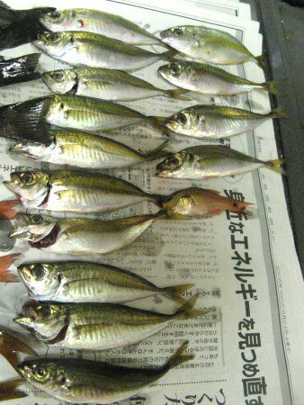 �މ�3(2008�N6��29��)