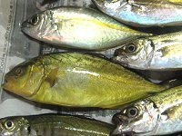 �މ�-�J���p�`