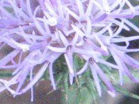 �g�l�A�U�~�i�����H�j