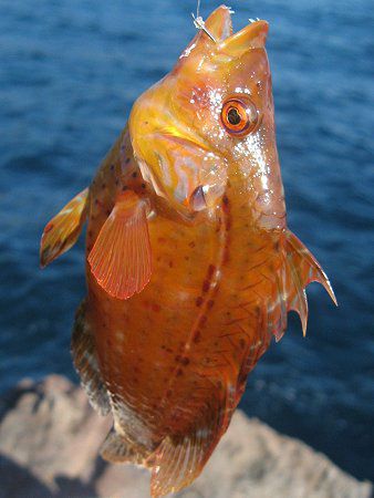�I�n�O���x��������