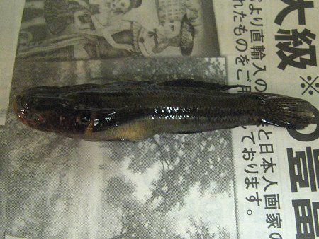 ��F�ނ�