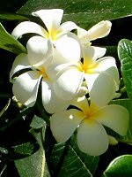 �v�������A�E���u��(Plumeria rubra)