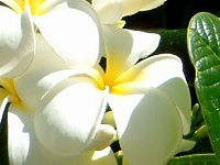 �v�������A�E���u��(Plumeria rubra)