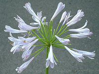 �A�K�p���T�X(Agapanthus)