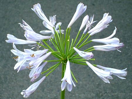 �A�K�p���T�X(Agapanthus)