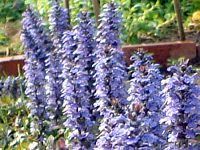 �A�W���K (Ajuga)