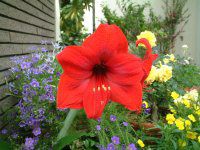 �A�}�����X(Amaryllis)