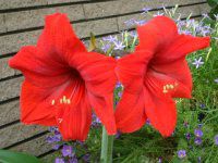 �A�}�����X(Amaryllis)