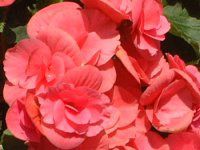 ���[�K�[�X�x�S�j�A�iRiegers begonia�j