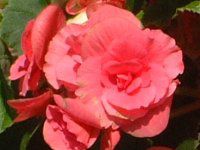 �G���`�I�[���x�S�j�A