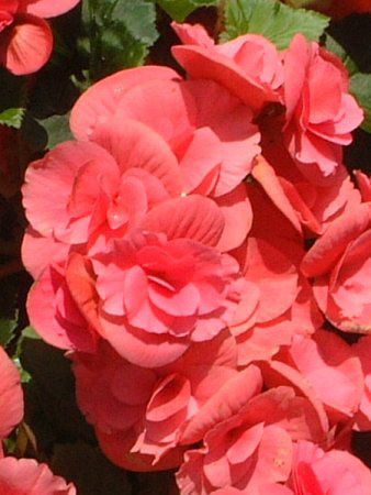 �G���`�I�[���E�x�S�j�A(Elatior begonia)