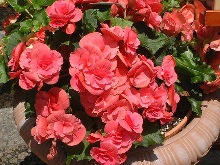 ���[�K�[�X�x�S�j�A(Riegers begonia)