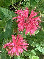 ���i���_�E�f�B�f�B�}(Monarda didyma)