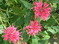 ���i���_�E�f�B�f�B�}(Monarda didyma)