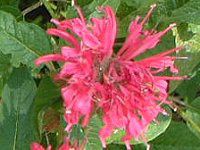 ���i���_�E�f�B�f�B�}(Monarda didyma)
