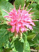 ���i���_�E�f�B�f�B�}(Monarda didyma)