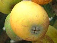 �r���i���f�j