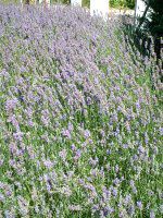 �C���O���b�V���E���x���_�[(English lavender)