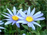�u���[�f�[�W�[(Blue daisy)