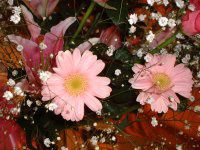 �K�[�x��(Gerbera)
