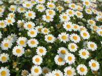 (Chrysanthemum north pole)