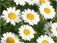 Chrysanthemum north pole