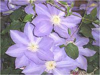 �N���}�`�X(Clematis)