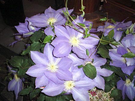 �N���}�`�X(Clematis)