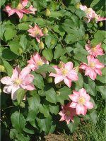 �N���}�`�X(clematis)