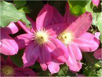 �N���}�`�X(clematis)