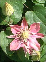 �N���}�`�X(clematis)