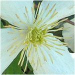 �N���}�`�X(clematis)