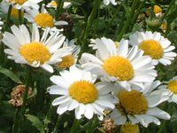 �N���T���Z�}���E�m�[�X�|�[�� 