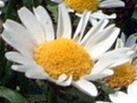 �N���T���Z�}���E�m�[�X�|�[�� 