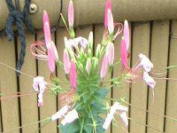 �N���I��(Cleome)