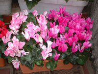 �V�N������(Cyclamen)