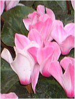 �V�N������(Cyclamen)