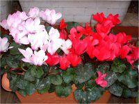 �V�N������(Cyclamen)