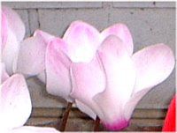 �V�N������(Cyclamen)