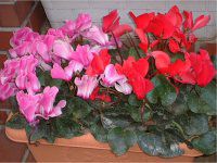 �V�N������(Cyclamen)