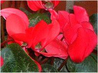 �V�N������(Cyclamen)