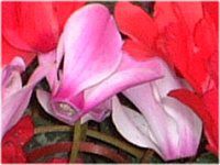 �V�N������(Cyclamen)