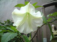 �G���W�F���X� �g�����y�b�g�E�c���[�iAngel's trumpet tree�j