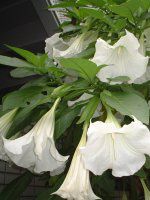 �G���W�F���X��g�����y�b�g�iAngels trumpet�j