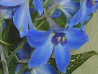 �f���t�B�j�E���iDelphinium)